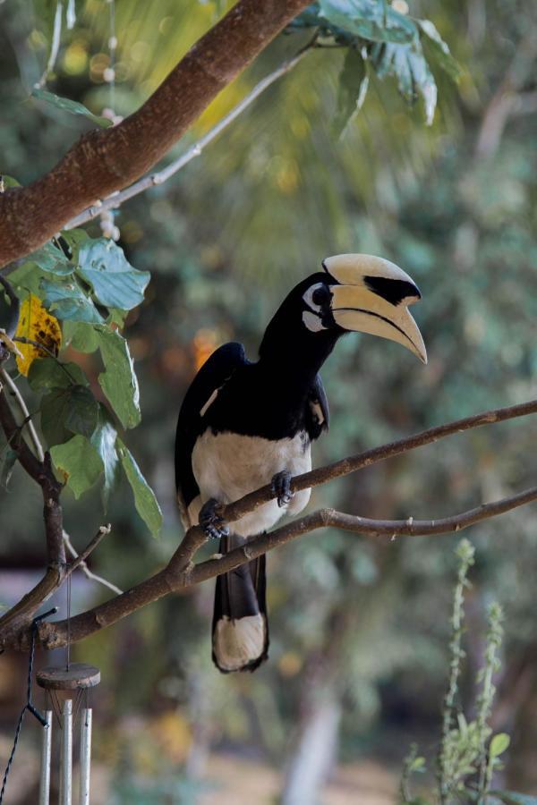 Hornbill Bungalow Koh Chang Ranong Exteriör bild
